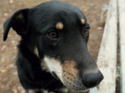 Календарь Волгодонска: 53 года назад в городе создали первую спецгруппу по отлову бродячих собак 