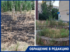 «Кто отвечает за этот сквер?»: жильцы ближайших домов утверждают, что за «Казаком» не убирают с прошлого года
