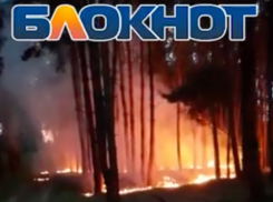 Волгодонцы своими силами тушили пожар в сосновом лесу неподалеку от поселка Сосенки