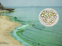 Почему Цимлянское водохранилище превращается в зеленый кисель, и как с этим бороться