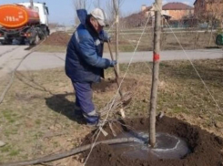 Глава города Дмитрий Вельможко рассказал, в каком состоянии сейчас находятся молодые деревья в Волгодонске 