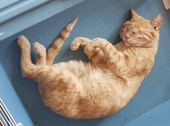 Особенному коту без глаз ищут дом в Волгодонске