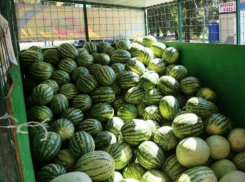 В Волгодонске начался сезон бахчевых 