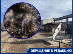 «Он скулил и умер в мучениях»: на одном из предприятий охранники застрелили щенка
