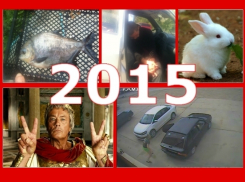 ТОП-10 самых забавных происшествий 2015 года