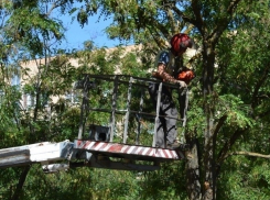 В Волгодонске начали кампанию по борьбе с сухостоем