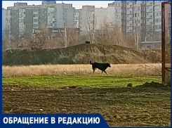 После пожара на рынке «Авангард» оголодавшие собаки стали бросаться на людей