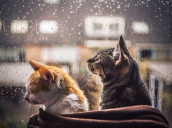 Дождливо и пасмурно будет сегодня в Волгодонске 