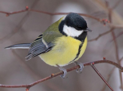 Волгодончанка прикормила целую стаю синиц-мозгоедов 