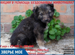 В День весны и труда в Волгодонске пройдет благотворительная акция в помощь бездомным животным