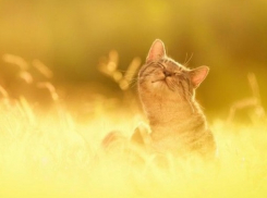 Сегодня сохранится солнечная и жаркая погода