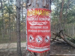 До 13 августа нельзя: на Дону продлили ограничения посещения лесов 
