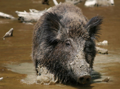 В новый город Волгодонска заявились кабаны