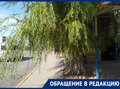 Свисающие ветки ивы преграждают путь волгодонцам на остановке «Комфорт»