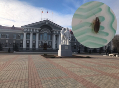 «Данные факты не нашли подтверждения»: в администрации опровергли наличие тараканов в детском отделении БСМП 