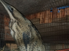 Пожирающую лягушек таинственную выпь обнаружили в МКД Волгодонска 