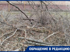Больше года жильцы страдают от сухостоя после прошлогоднего циклона «Ольга»
