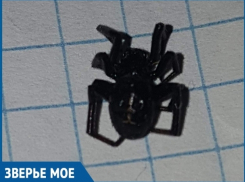 Дальнего «родственника» каракурта нашли волгодонцы в своей квартире