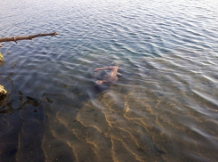В Цимлянском районе нашли тело утонувшего парня 