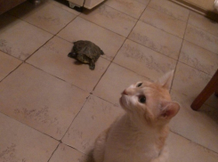 Киска Маркизка и черепаха Тортилла в конкурсе "Мой забавный питомец"