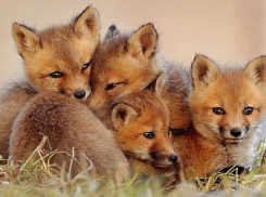 В Красном яру лиса вместе со стаей детенышей разодрала 8 кур в хозяйстве семьи