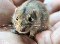 Хомячок с одной полоской на спине просит защиты у волгодонцев