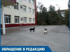 Детям приходится убегать от бездомных собак, - обеспокоенная мама из Волгодонска