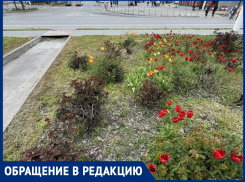 «Хорошо, что еще не навоз вместо роз»: жительница призывает спасти цветочные клумбы в сердце нового города