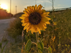 Сильная жара и высокая пожароопасность: волгодонцам стоит быть осторожнее находясь на улице