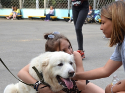 Волгодонцы  собрали более 15 тысяч рублей для бездомных животных