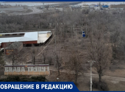 «Всю рощу вырезали»: волгодонец о массовой вырубке деревьев на улице Морская