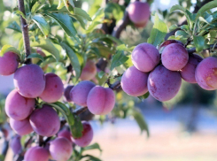 От чего погибает моя слива