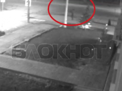 Дерзкое похищение туи возле администрации Волгодонска попало на видео 