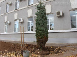 Все оставшиеся деревья возле администрации Волгодонска спилят и посадят новую липовую аллею