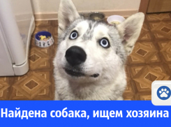 Потеряшка-хаски ищет хозяев 