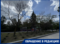 «Уже и крест на них поставили, а спилить не могут»: горожанка удручена клумбами отремонтированного бульвара 