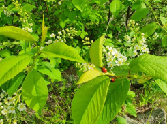 Теплая и солнечная середина недели ждет волгодонцев 
