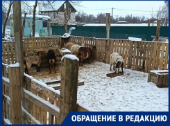 «Свалка на месте, козы – в загоне»: председатель гаражного кооператива возмущен соседями