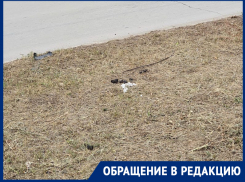 Любители собак превратили улицы Волгодонска в «минное поле»