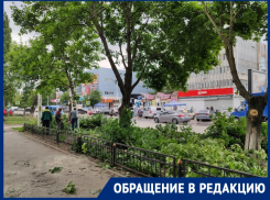 «Зато видно ларек»: волгодонцы шокированы вырубкой деревьев на 30 лет Победы