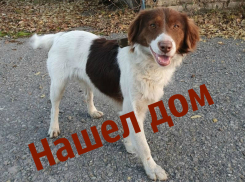 В поисках прежних хозяев несчастный пес Бруно больше месяца скитался по улицам Волгодонска