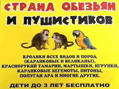 Экзотические обитатели тропиков прибыли в Волгодонск