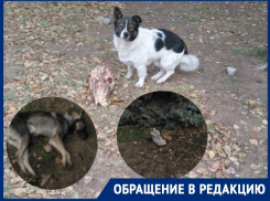 «Где-то труп собаки, а где-то кости животных»: читатель «Блокнота» показал состояние улицы Ленина