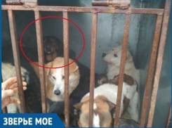 Волгодончанка отправилась за 100 километров вслед за компанией по отлову животных, чтобы спасти своего питомца