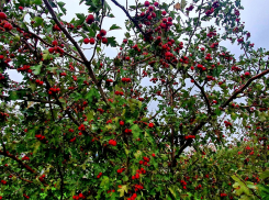 Пасмурным, но теплым будет последний вторник сентября