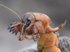 Чем опасен и знаменит коренной волгодонский житель крот-сверчок