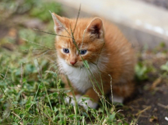 Помочь бездомным животным смогут волгодонцы в первую субботу октября