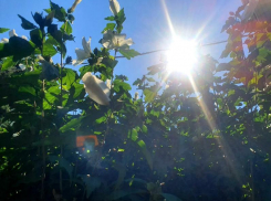 Жара до +35 и сильный ветер: волгодонцам советуют реже выходить на улицу 