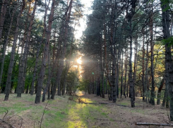 Донской лес — рукотворное чудо: 70% зеленых легких области посажены людьми