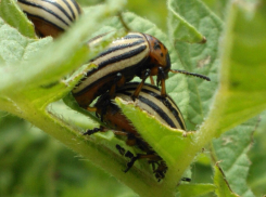 56 лет назад колорадский жук появился на огородах Волгодонска 
